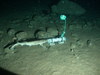 Small spotted catshark/Lesser-spotted dogfish