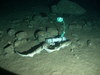 Small spotted catshark/Lesser-spotted dogfish
