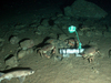 Catshark and crabs at baited camera