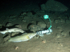 Animals attracted to baited camera