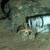 Ophiuroid attracted to baited camera experiment