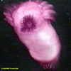 Swimming sea cucumber