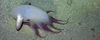 Grimpoteuthis sp.