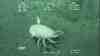 Grimpoteuthis sp.