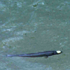 Ipnops sp.