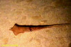 Squid (unidentified)