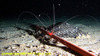 Long legged spider shrimp