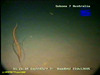 Sea pen