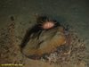 Sea Urchin (Echinus sp.)