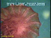 Swimming sea cucumber