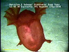 Swimming sea cucumber