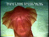 Swimming sea cucumber