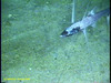 Tripod fish