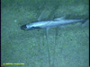 Tripod fish
