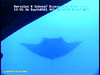 Manta ray