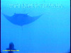 Manta ray