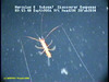 Plesiopenaeus shrimp