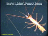 Plesiopenaeus shrimp