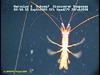 Plesiopenaeus shrimp
