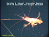 Plesiopenaeus shrimp