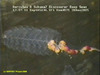 Siphonaphore