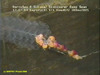 Siphonaphore