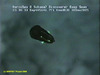 Comb jelly