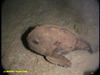 Spinless sculpin