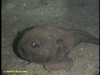 Spinless sculpin