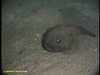 Spinless sculpin