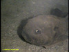 Spinless sculpin