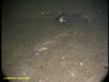 Spinless sculpin