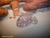 Monkfish