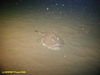 Monkfish