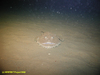 Monkfish