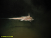 Rabbit fish