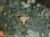 Yellow tipped starfish