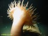 Anemone