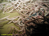 Hagfish