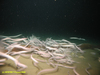 Hagfish