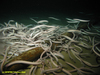 Hagfish