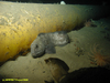 Atlantic wolfish