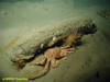 Spider crab