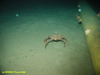 Crab