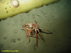 Spider crab