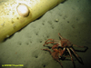 Spider crab