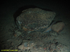 Tusk fish - Brosme brosme