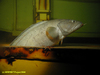 Cusk fish