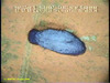 Benthothurian sea cucumber