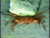 Geryon crab